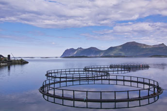 Understanding the Aquaculture Stewardship Council Program