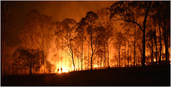 SGS Supports Victims of Australia’s Bushfires